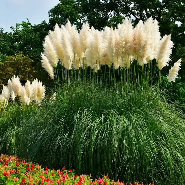 Pampas