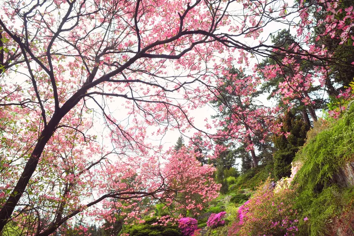Pink Dogwood
