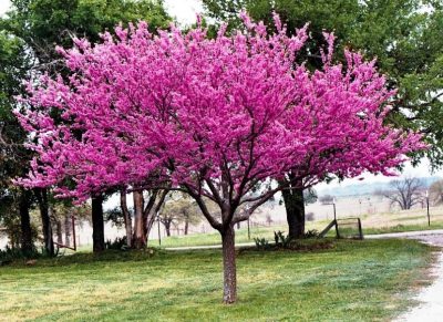 Redbud