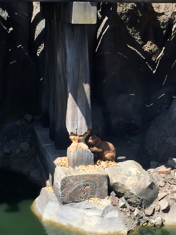 Rivers of America Beaver