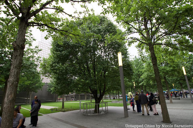 The Survivor Tree