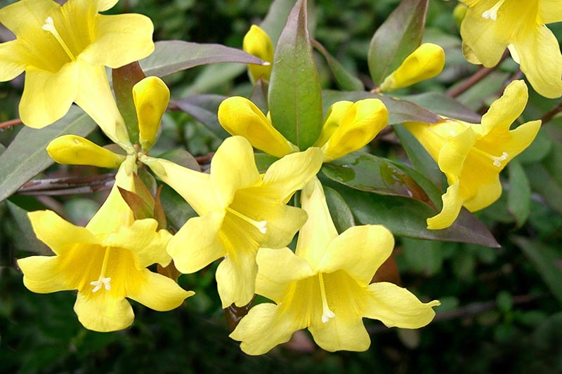 Yellow Jasmine
