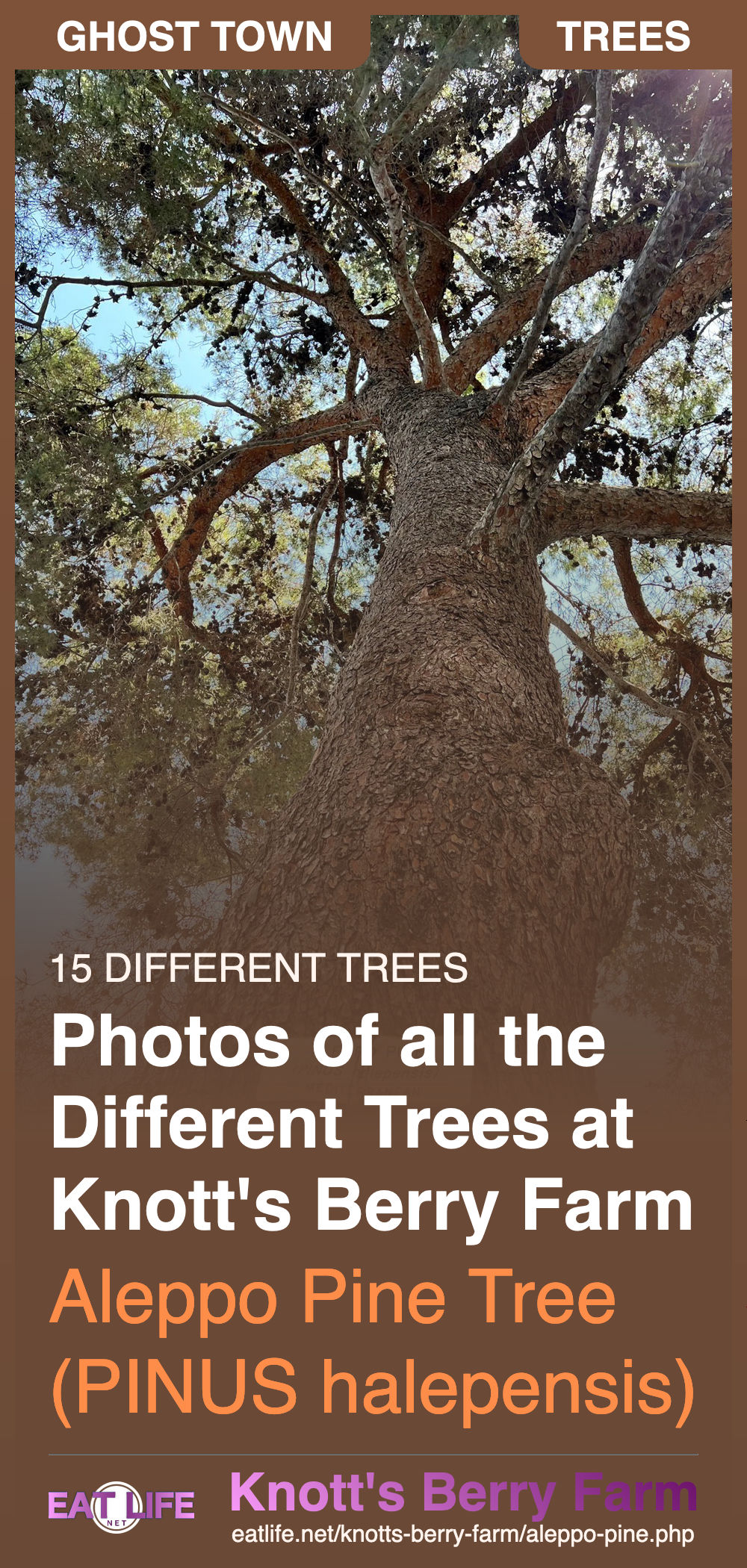 Aleppo Pine