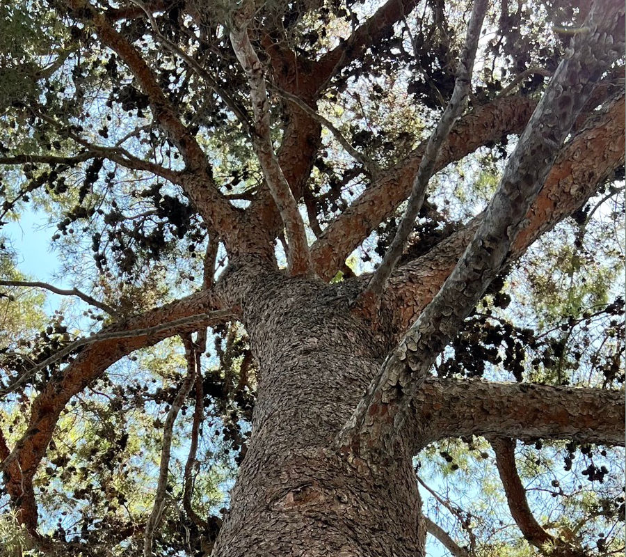 Aleppo Pine