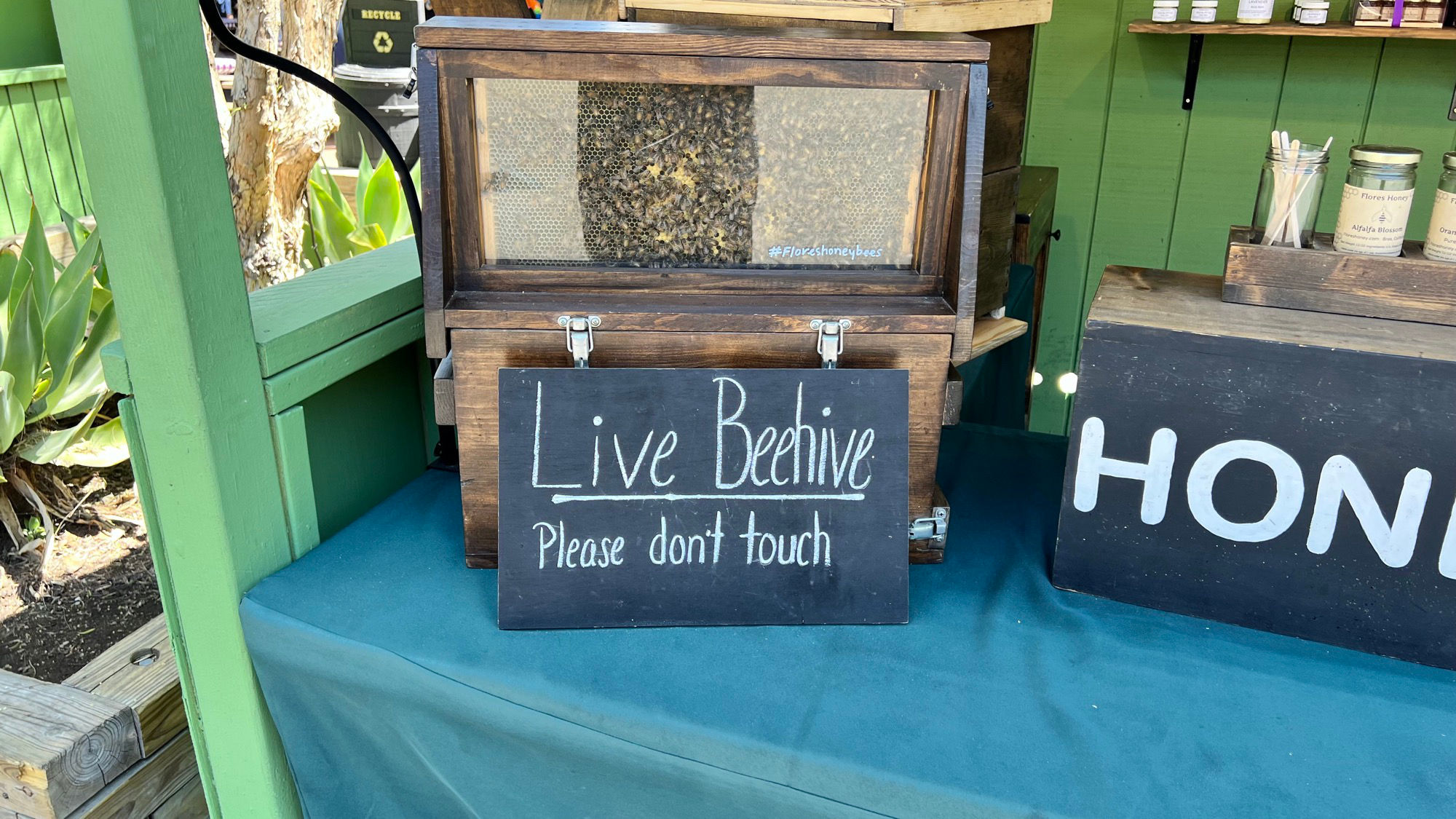 Boysenberry Festival Live Beehive