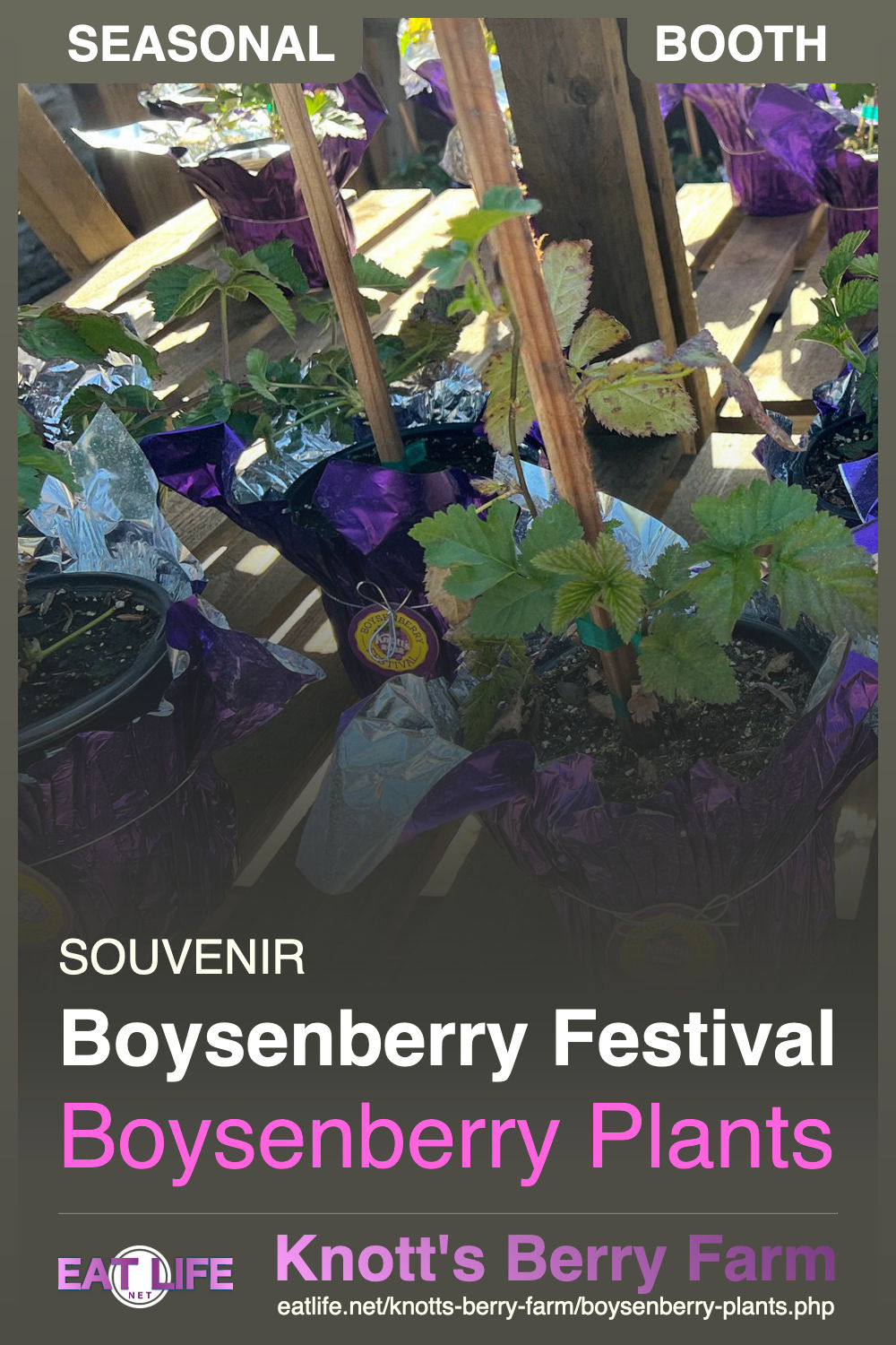 Boysenberry Plants