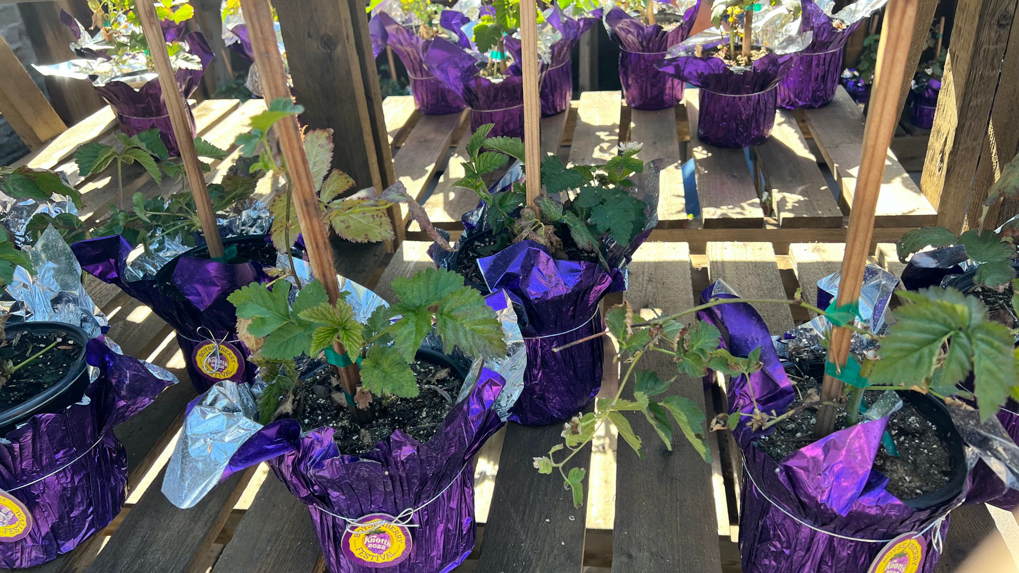 Boysenberry Festival Boysenberry Plants