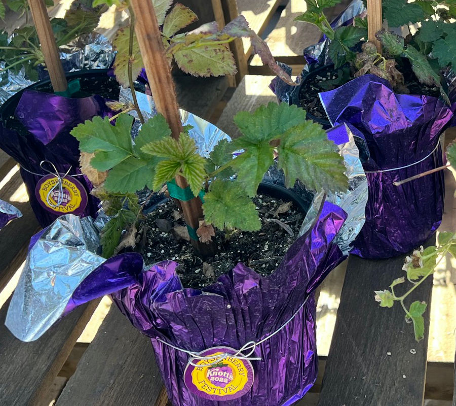 Boysenberry Plants