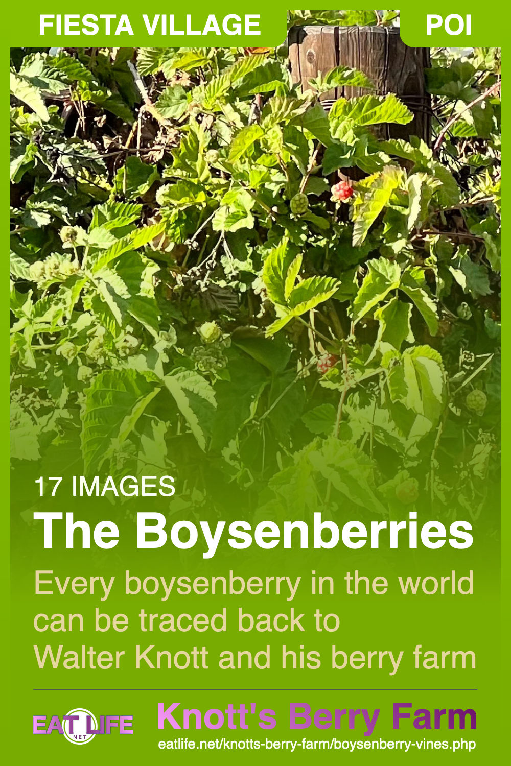 Boysenberry Vines Boysenberry Vines