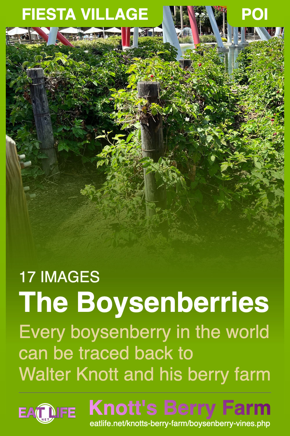 Boysenberry Vines Boysenberry Vines