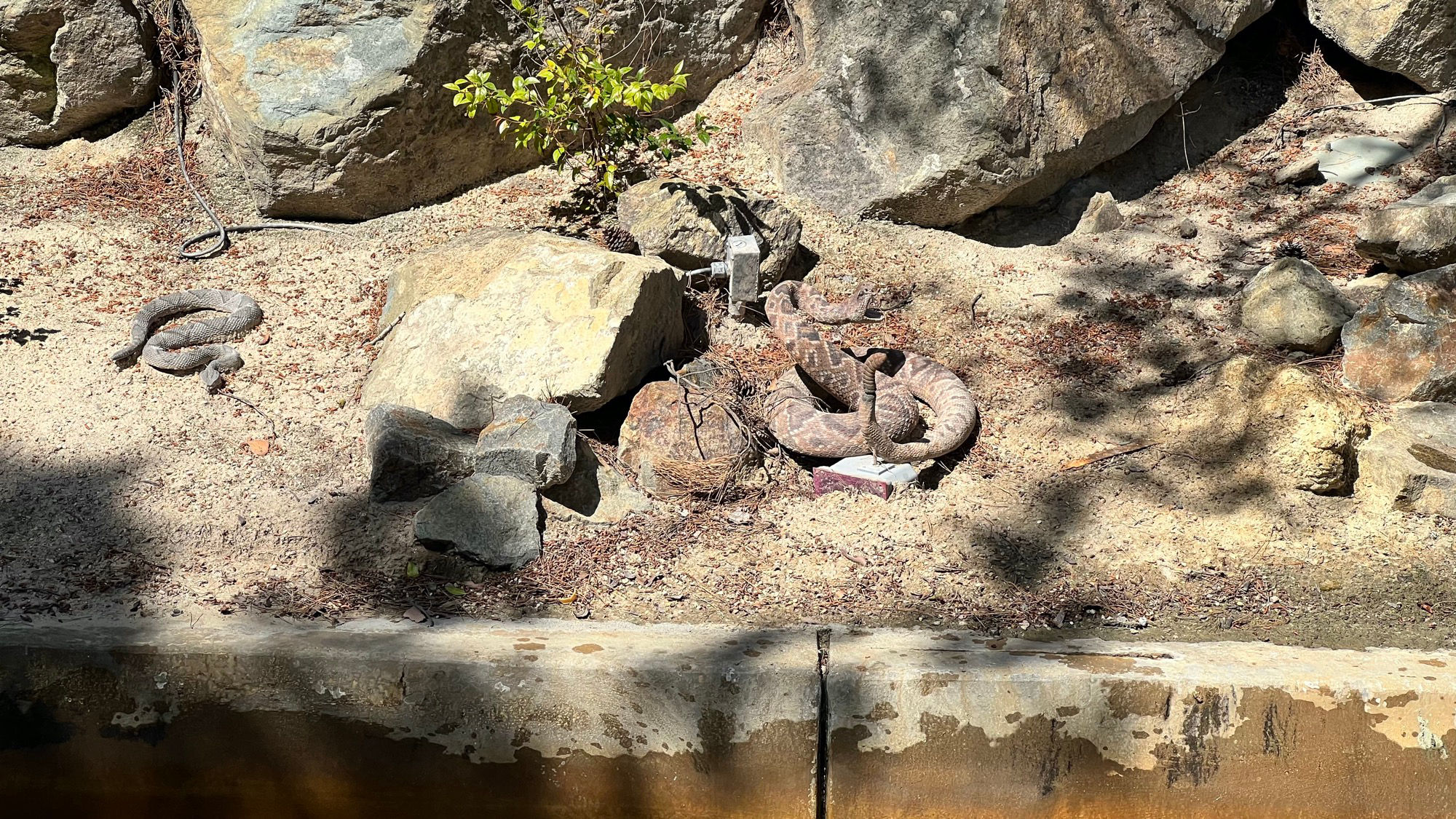 Calico River Rapids Snakes