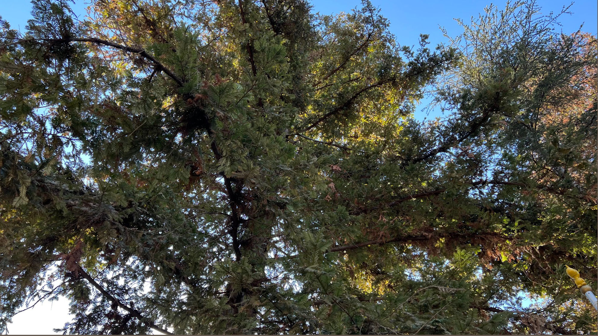 Coast Redwood
