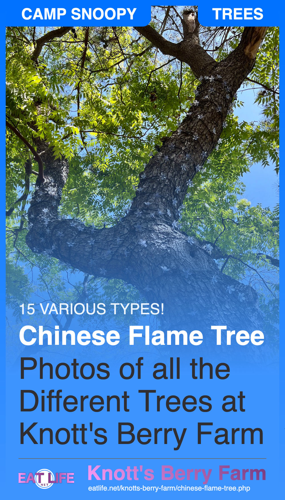 Chinese Flame Tree