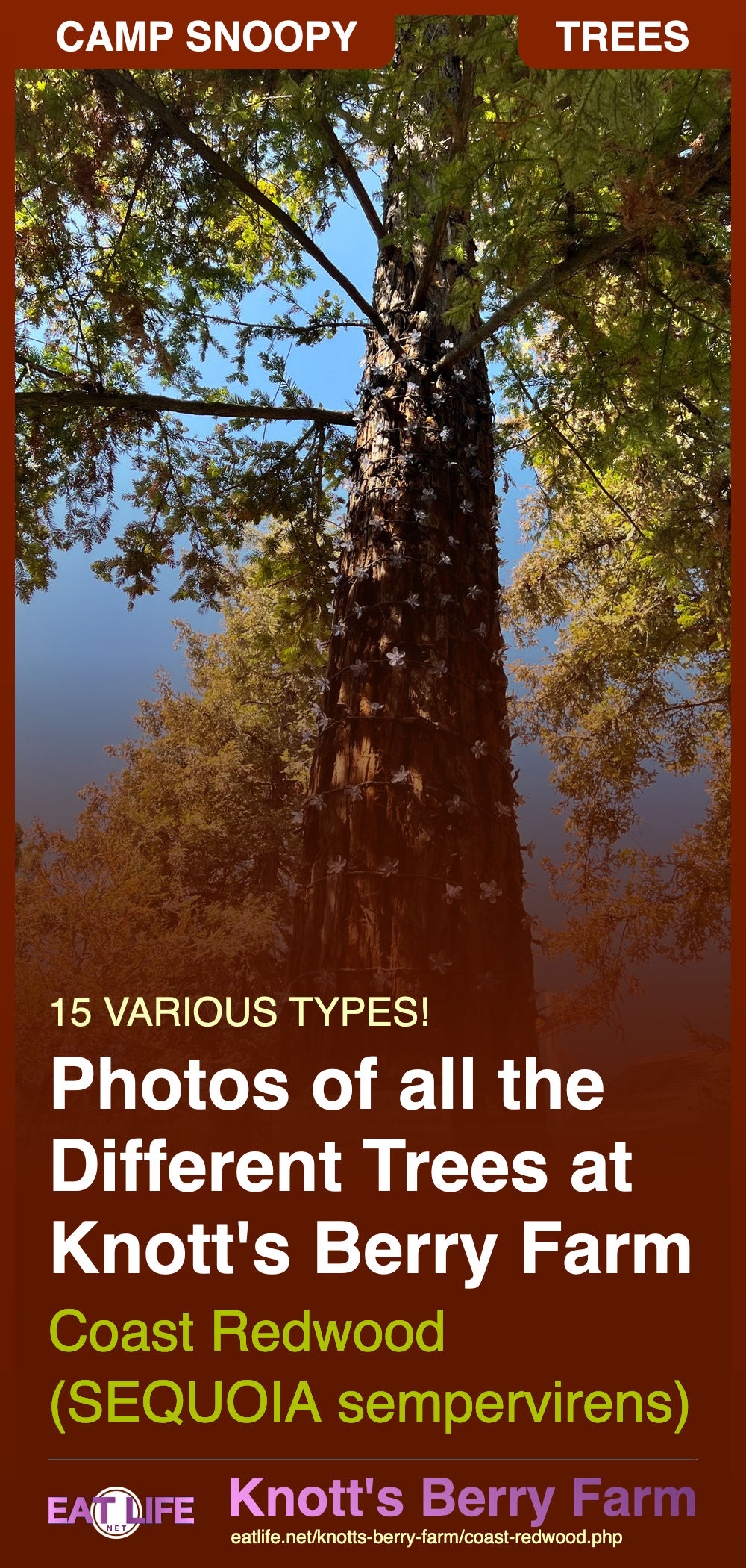 Coast Redwood