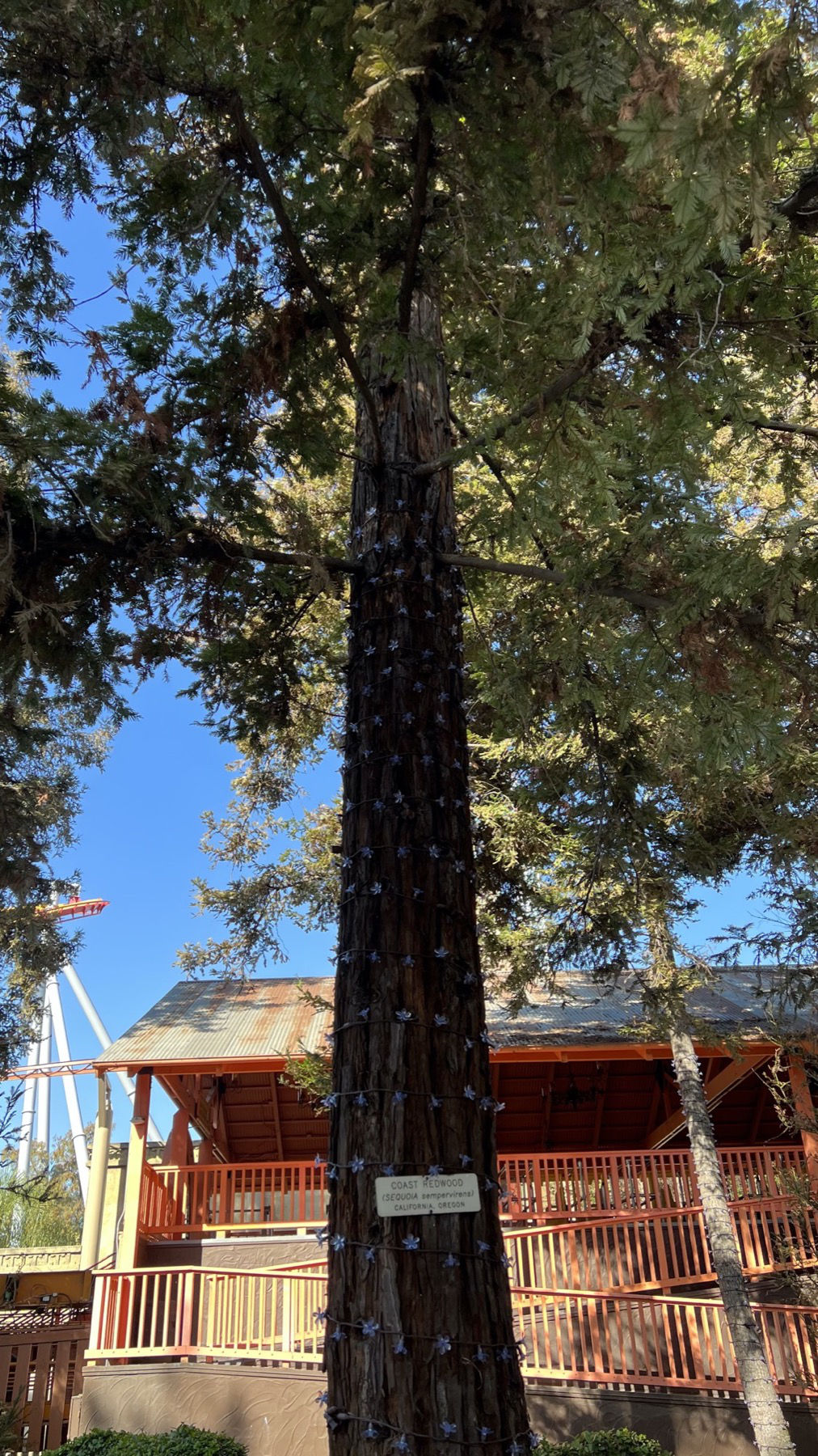 Coast Redwood Tree