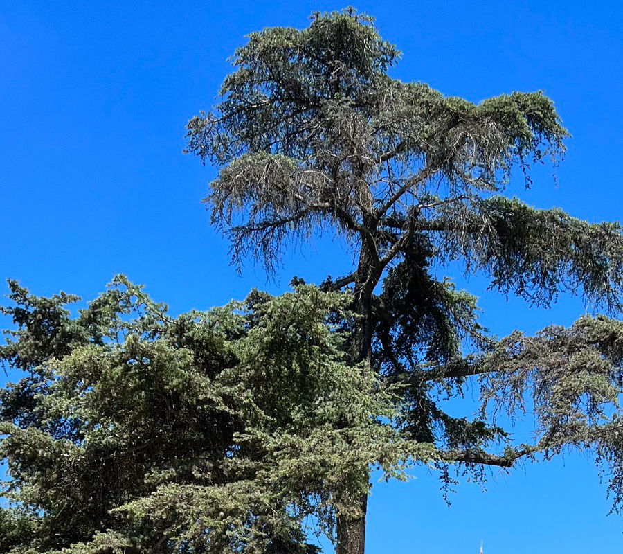 Deodar Cedar