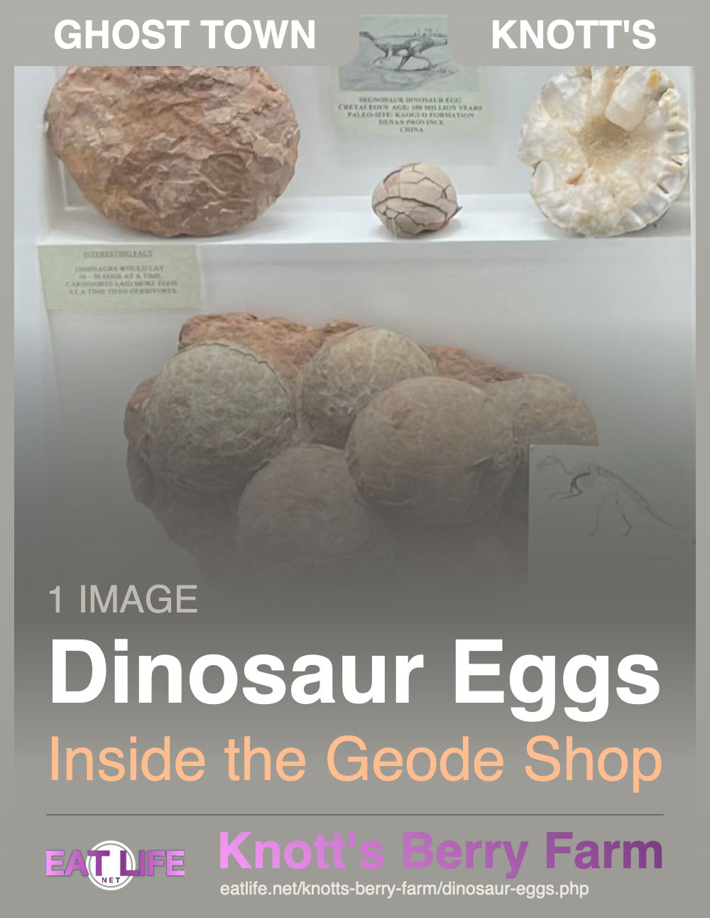 Dinosaur Eggs