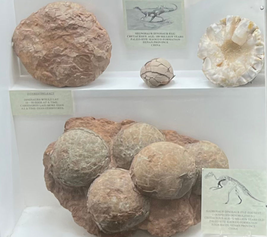 Dinosaur Eggs