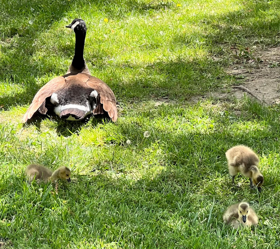 Ducks