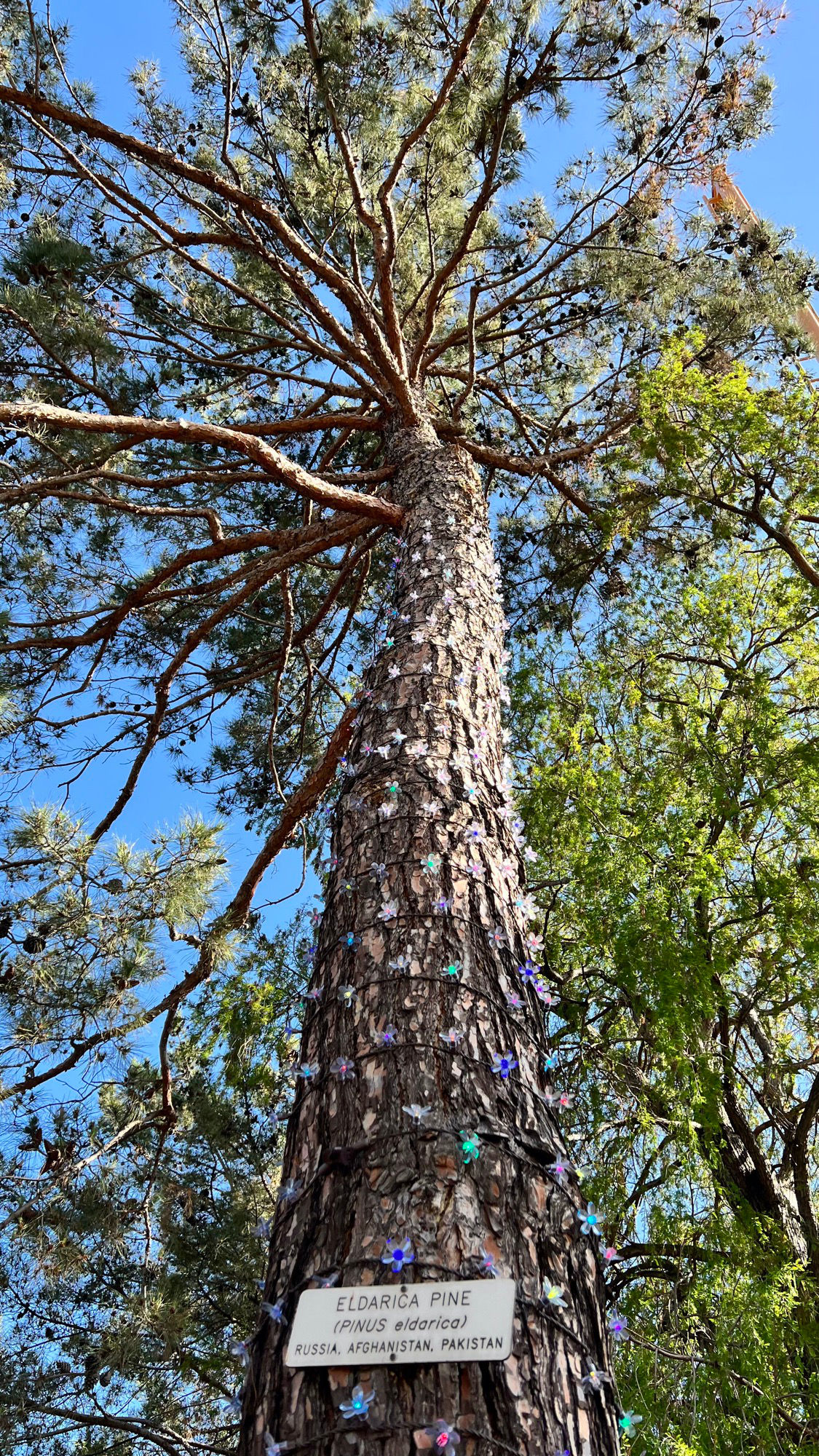 Eldarica Pine Blue Sky