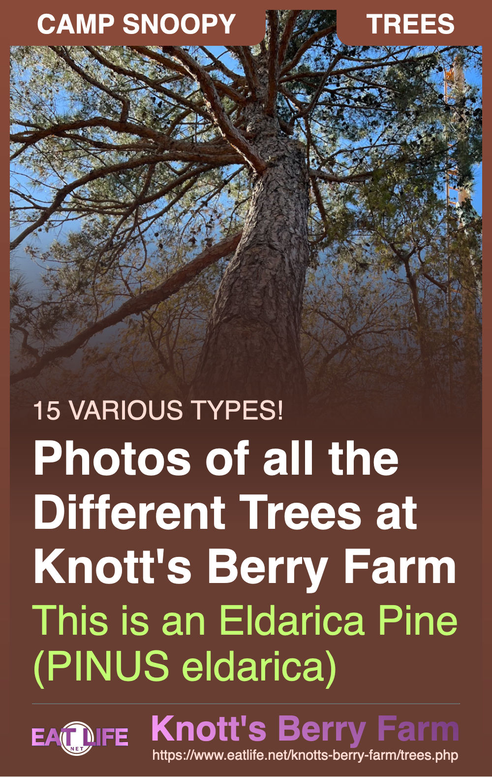 Eldarica Pine