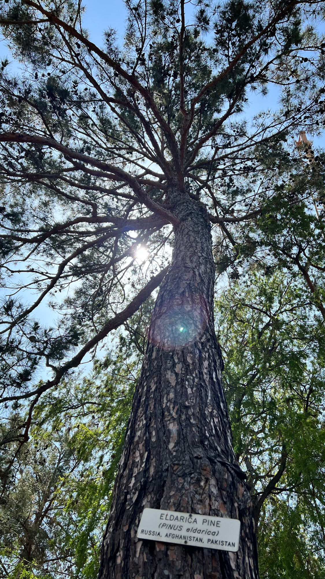 Eldarica Pine Sunshine