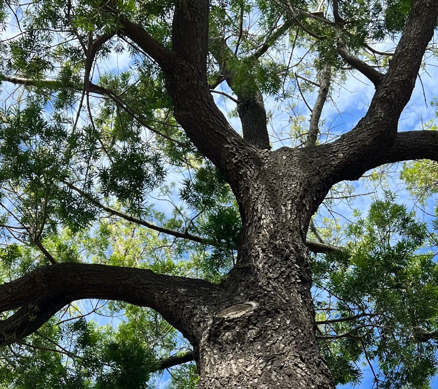 Fern Pine
