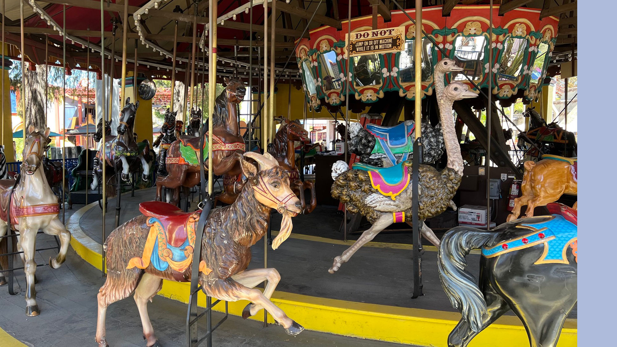 Merry Go Round Ostriches