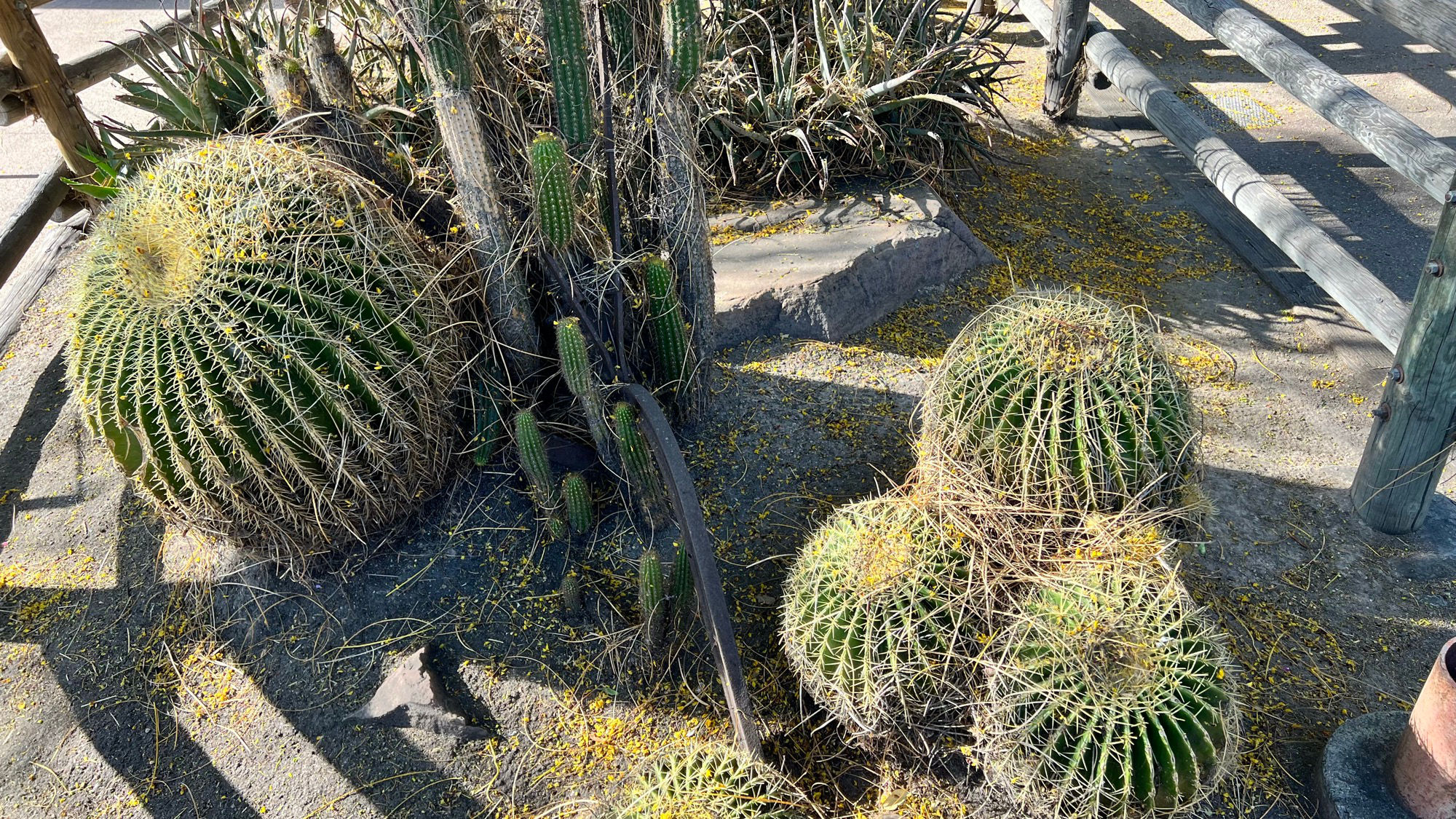 Cactus in front of Calico Tater Bites