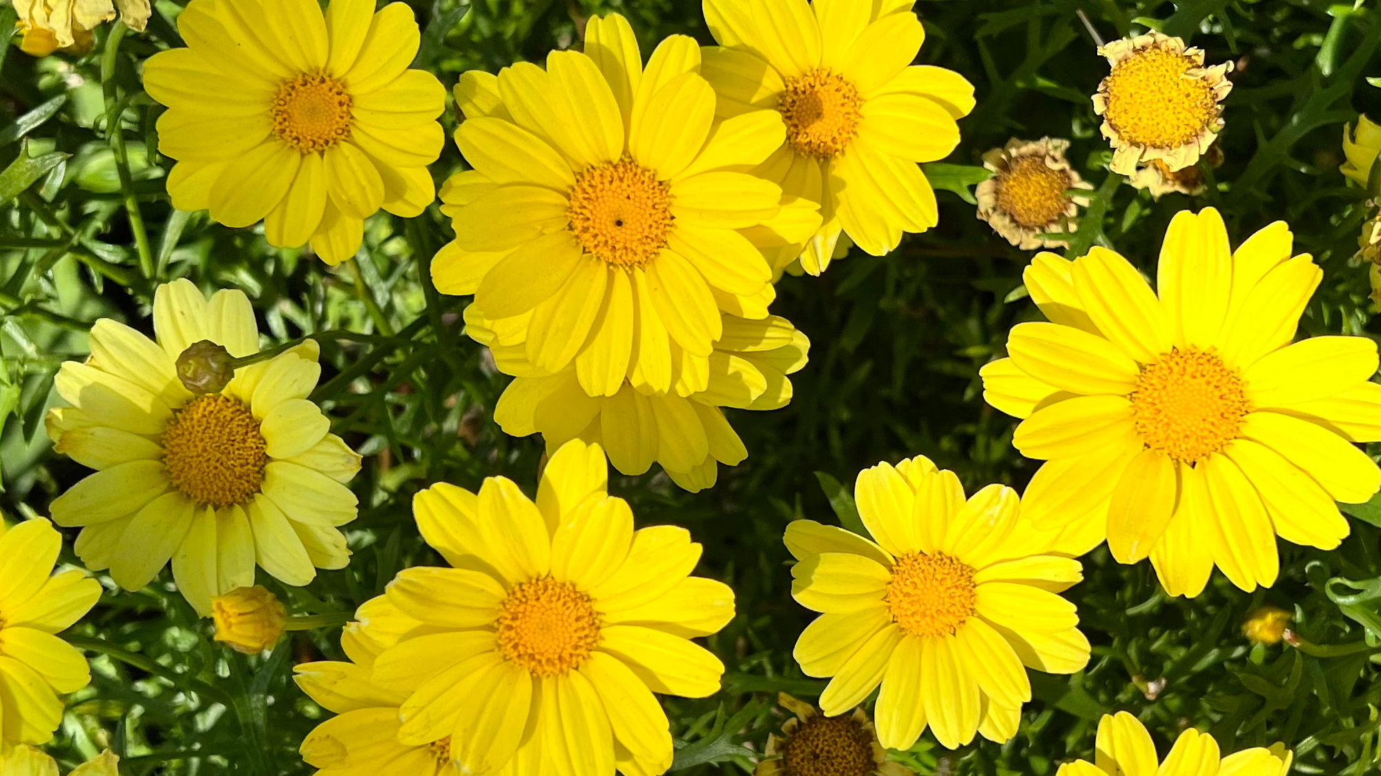 Flowers in front of Camp Snoopy Theater