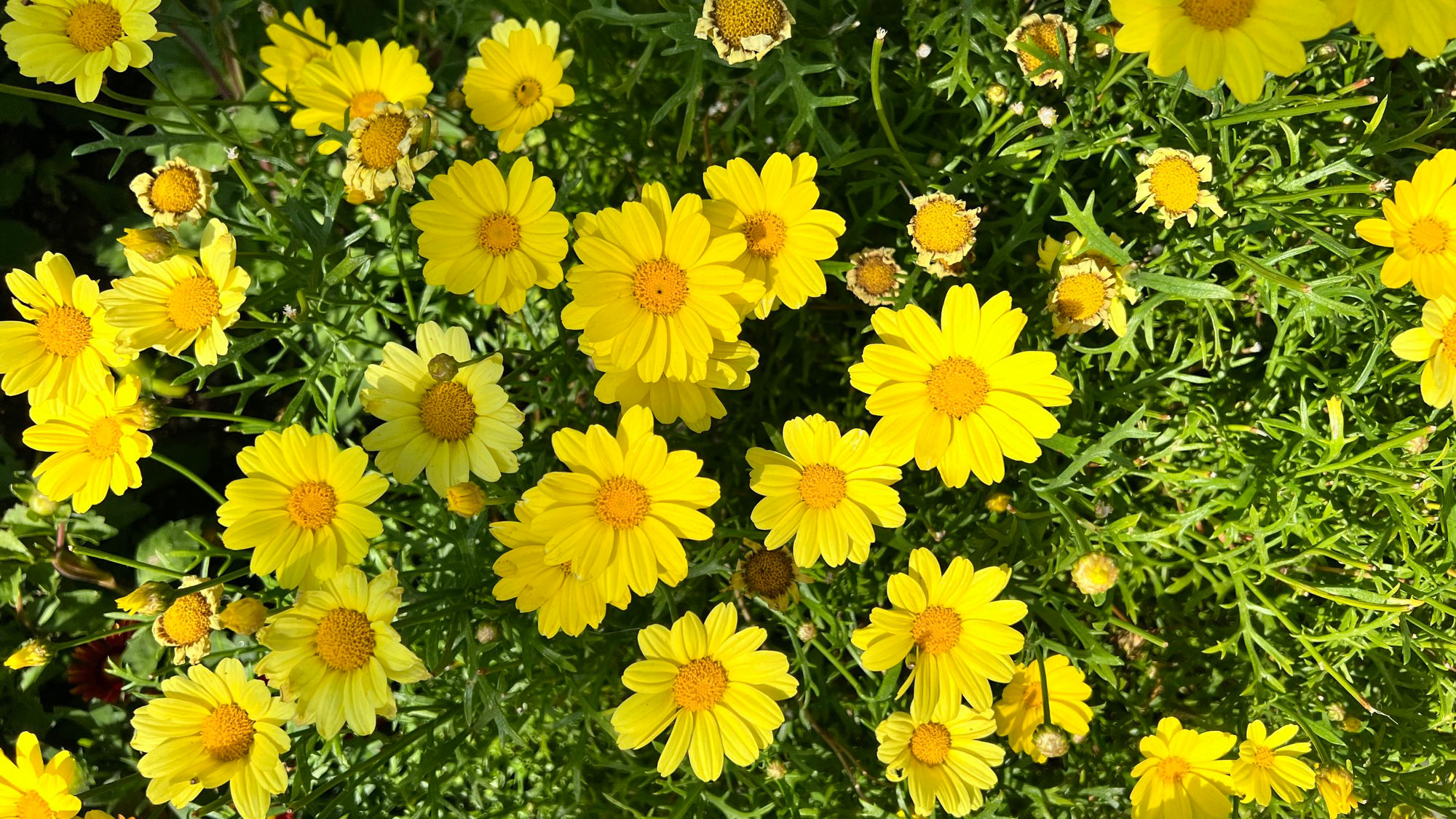 Flowers in front of Camp Snoopy Theater