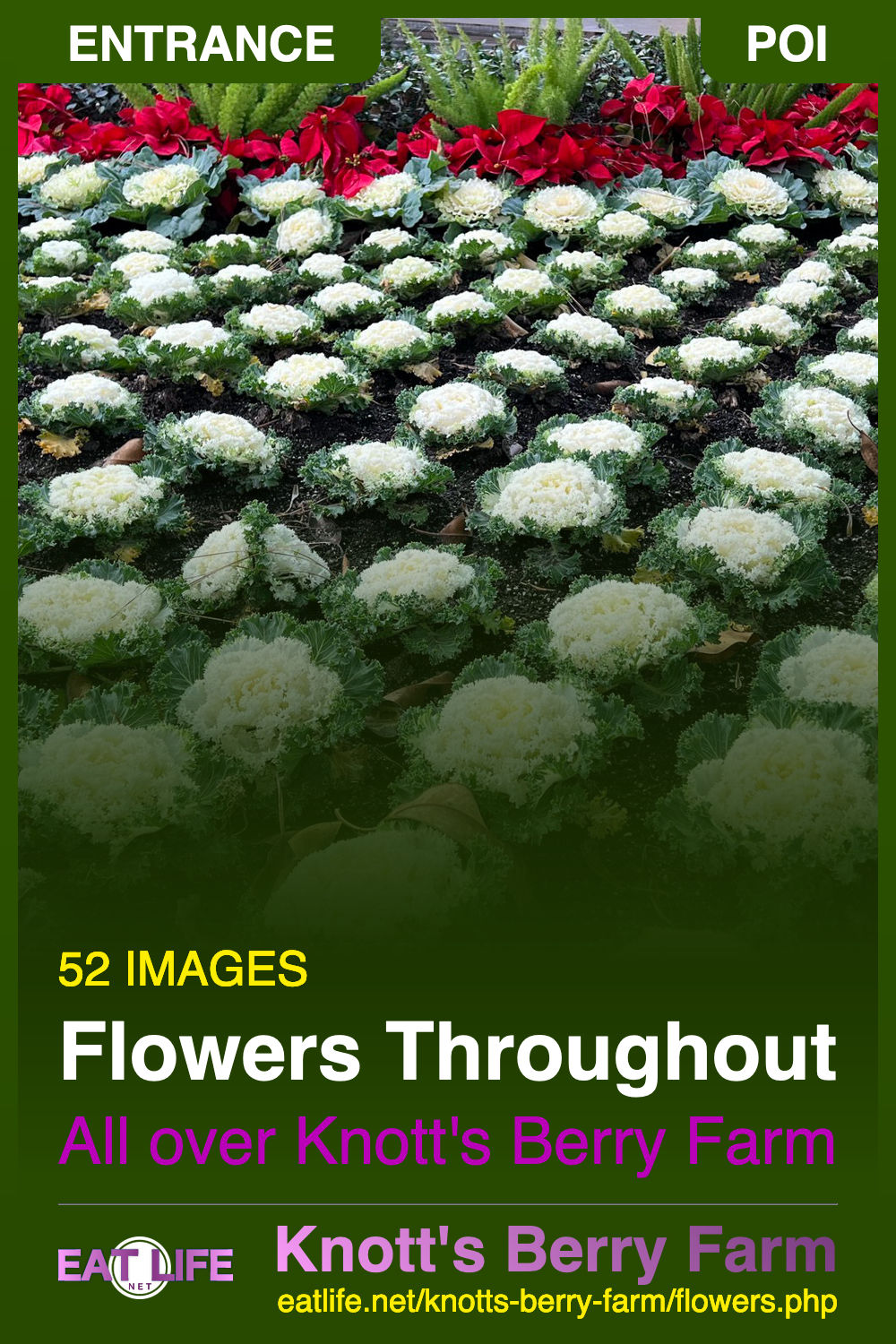 Flowers Throughout