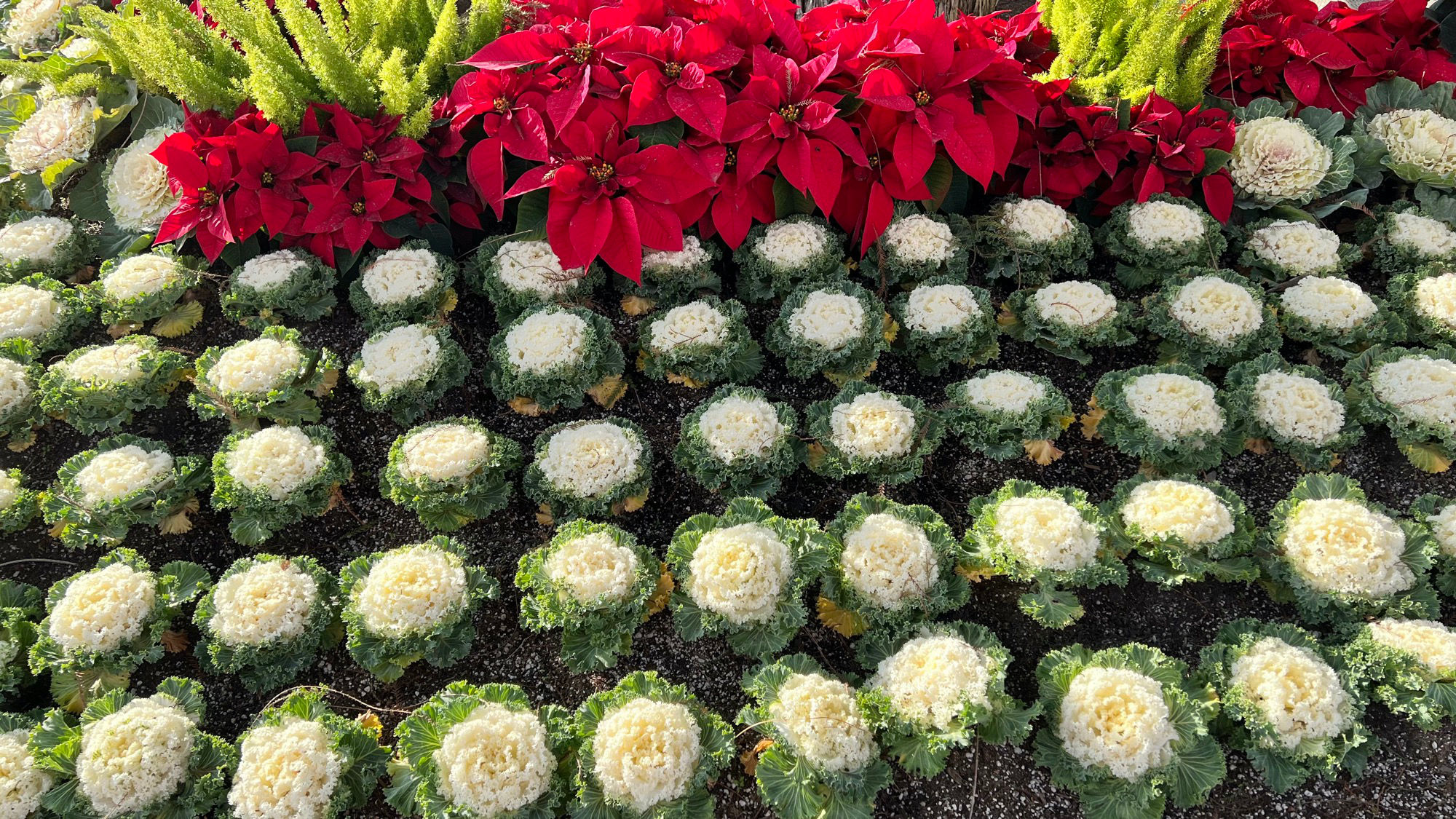 Flowers Knott's Merry Farm