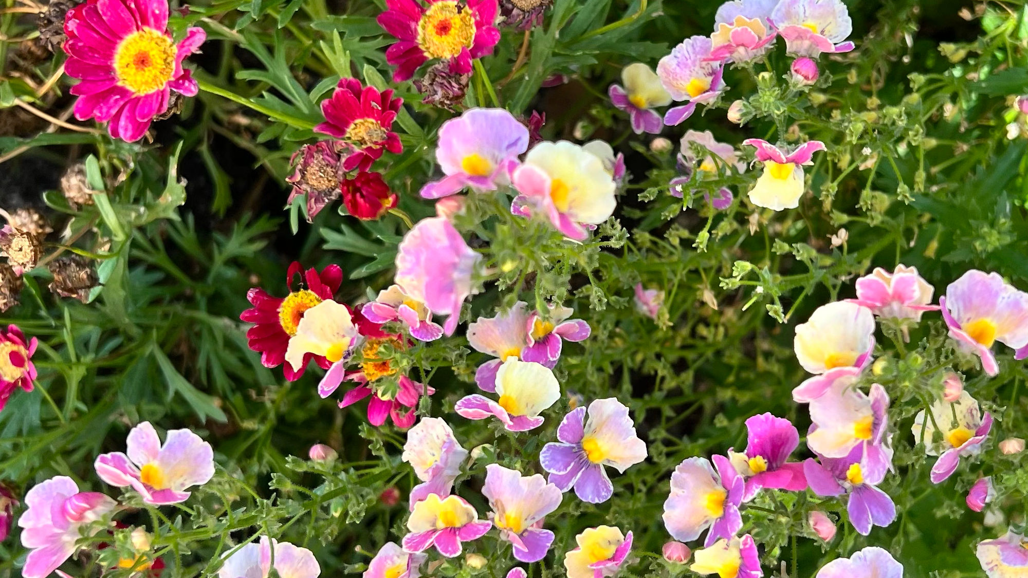 Flowers in front of Woodstock's Airmail