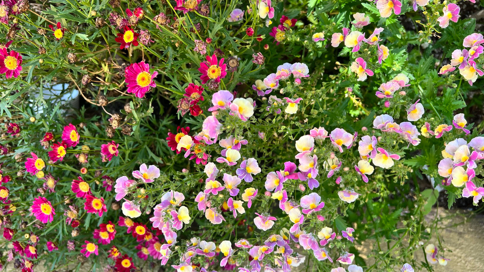 Flowers in front of Woodstock's Airmail