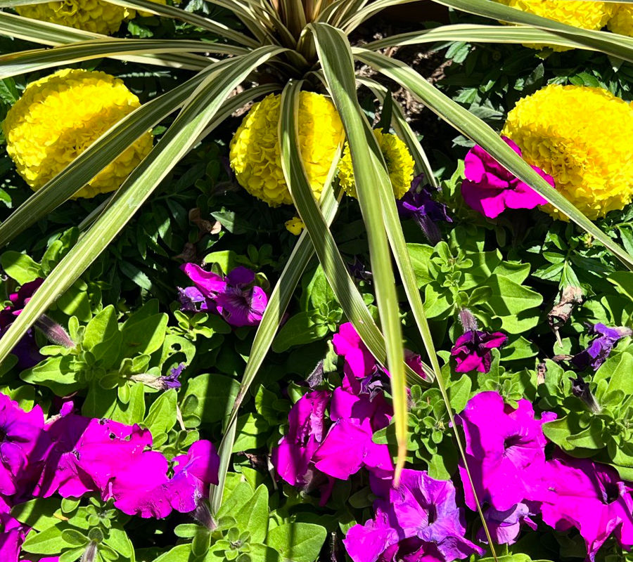 Flowers Throughout