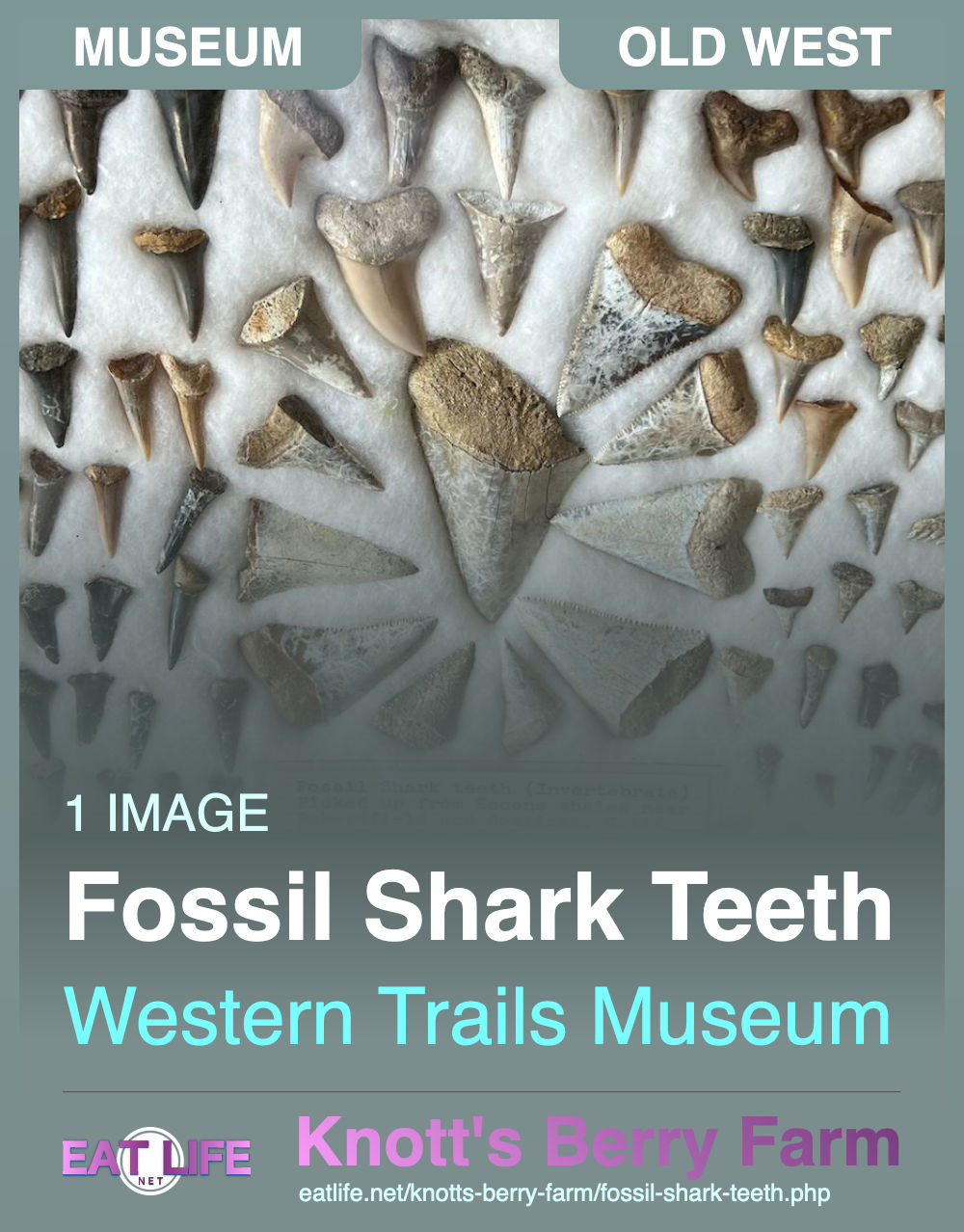 Fossil Shark Teeth