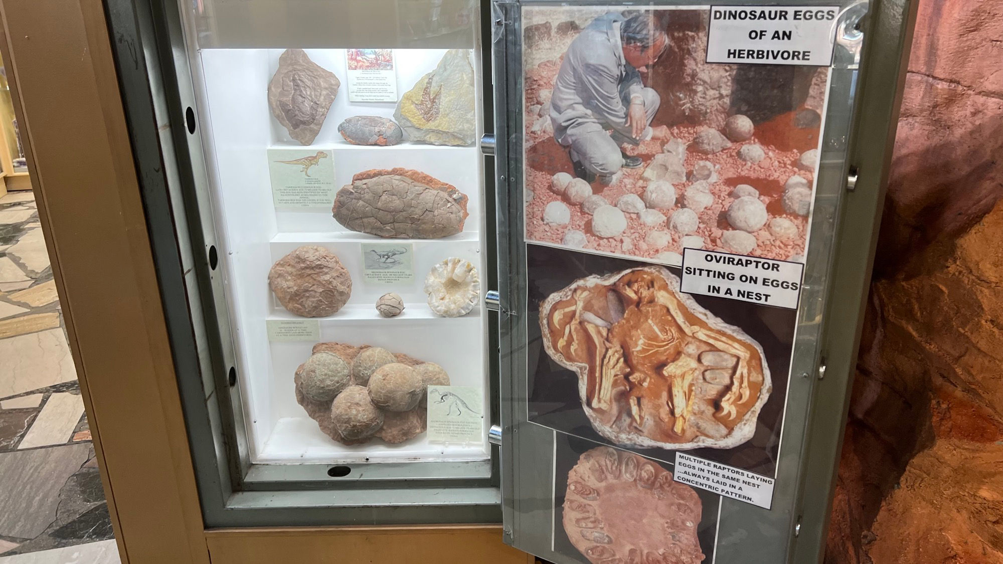 Dinosaur Eggs Geode Shop Dinosaur Eggs