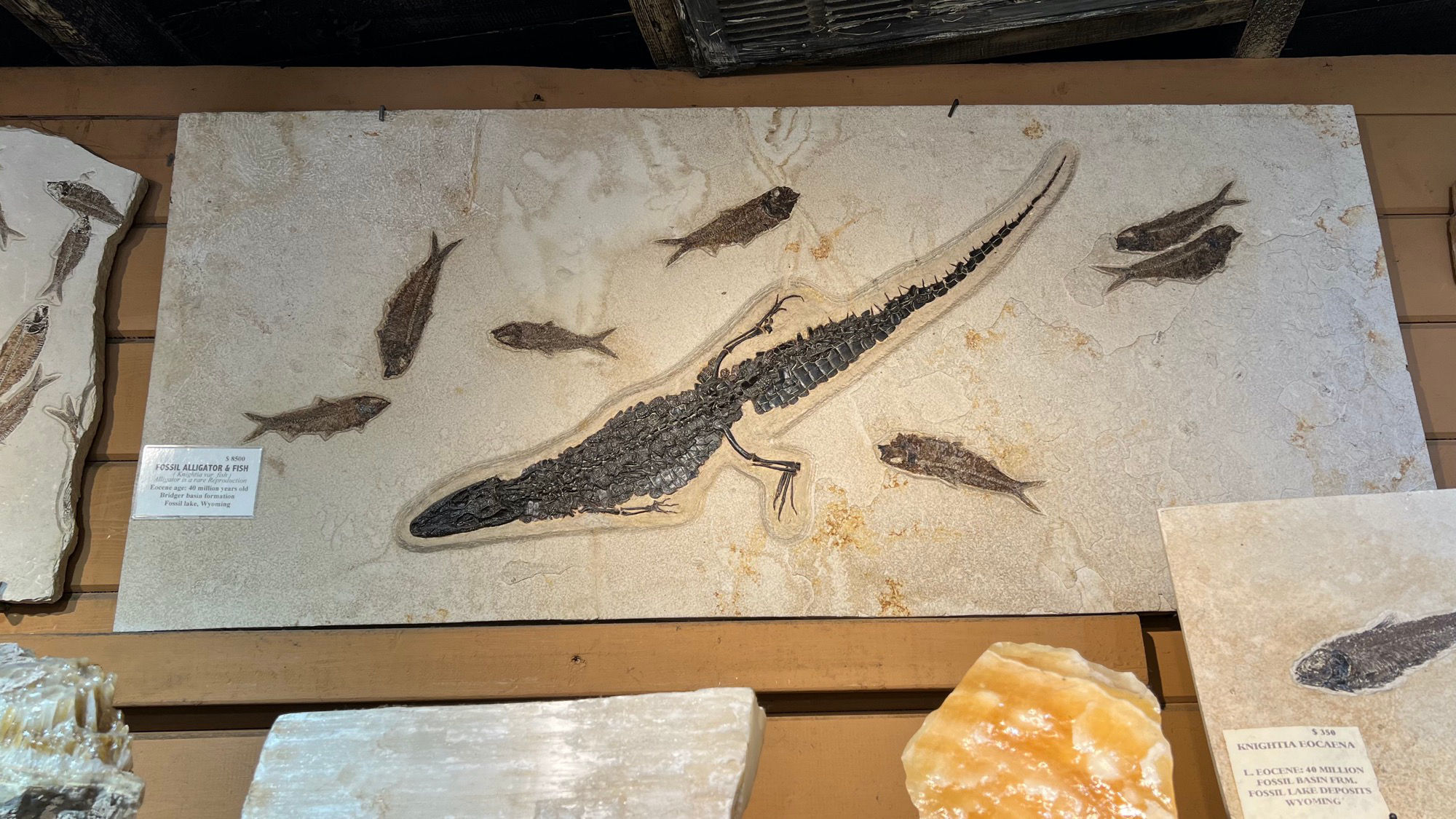Geode Shop Fossil Alligator & Fish