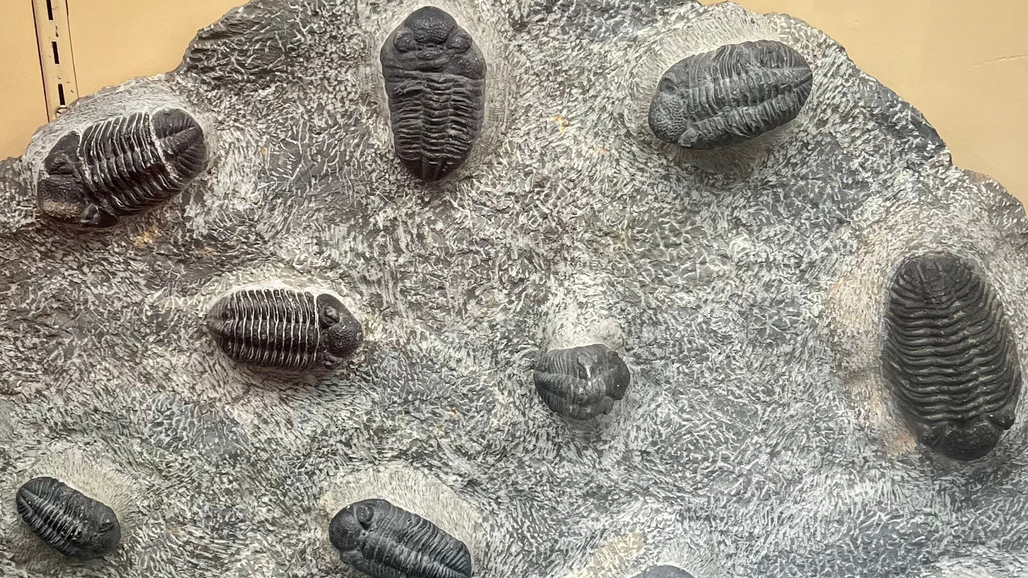 Geode Shop Fossil Trilobite