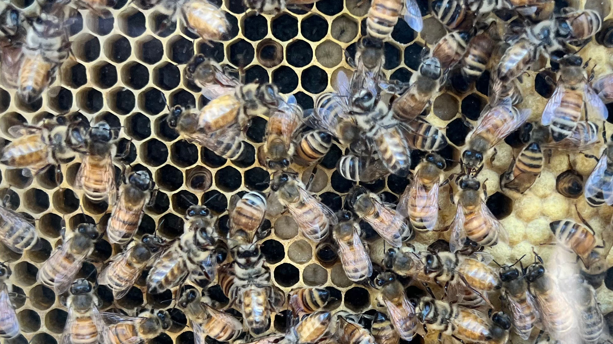 Boysenberry Festival Honey Bees