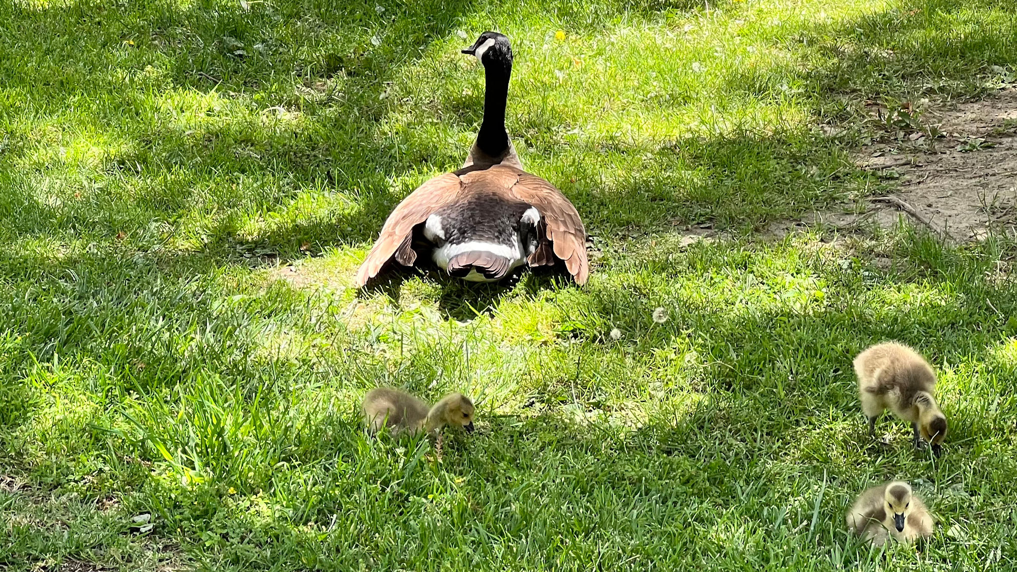 Independence Hall Baby Ducks