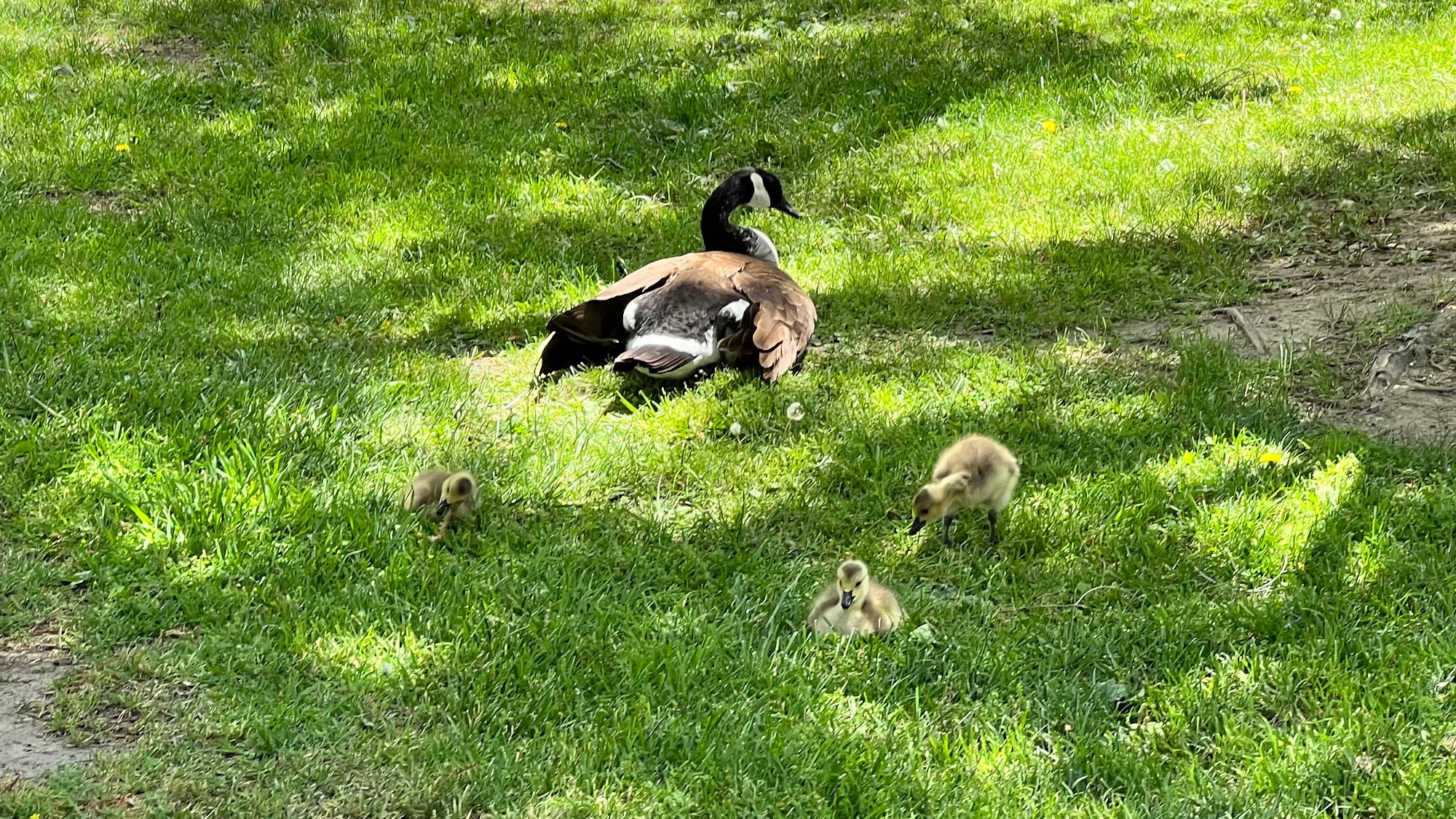 Independence Hall Ducks