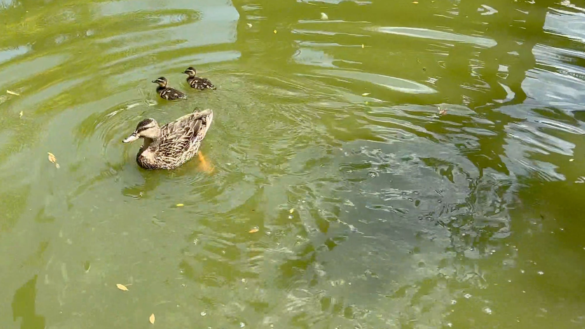 Knott's Berry Farm Jungle Island Lagoon Ducks