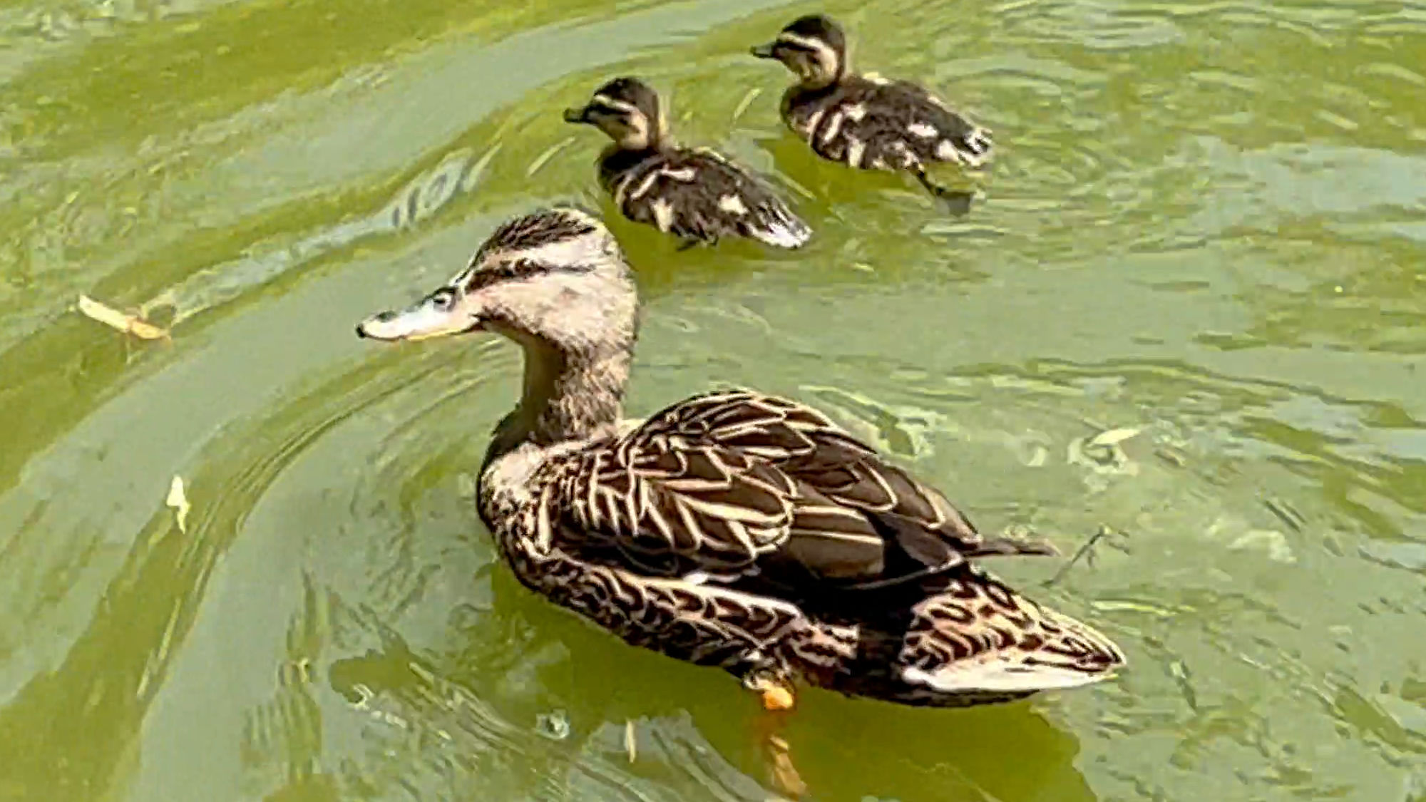 Knott's Berry Farm Jungle Island Lagoon Ducks