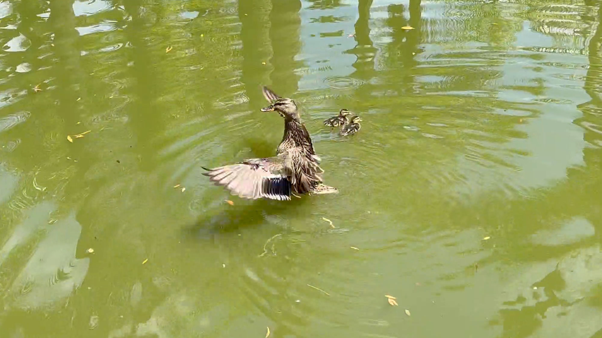 Knott's Berry Farm Jungle Island Lagoon Ducks