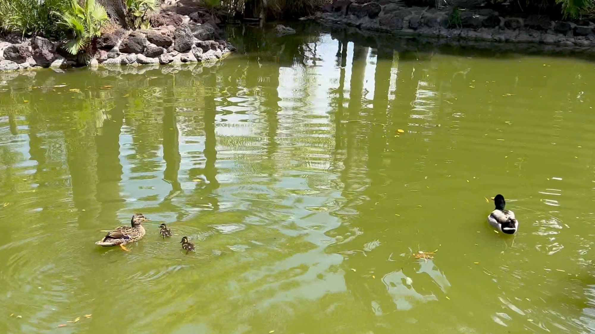Knott's Berry Farm Jungle Island Lagoon Ducks