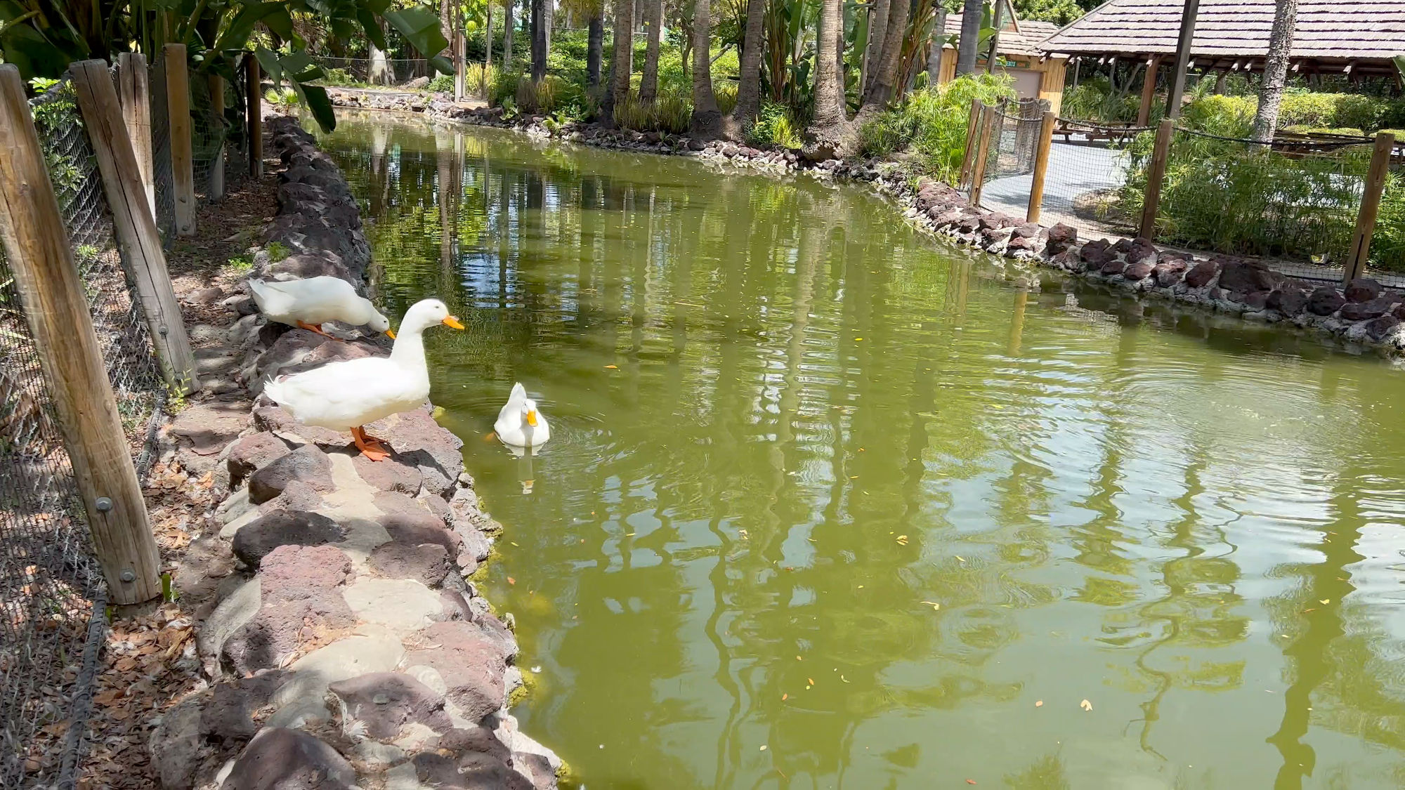Knott's Berry Farm Jungle Island Lagoon Ducks