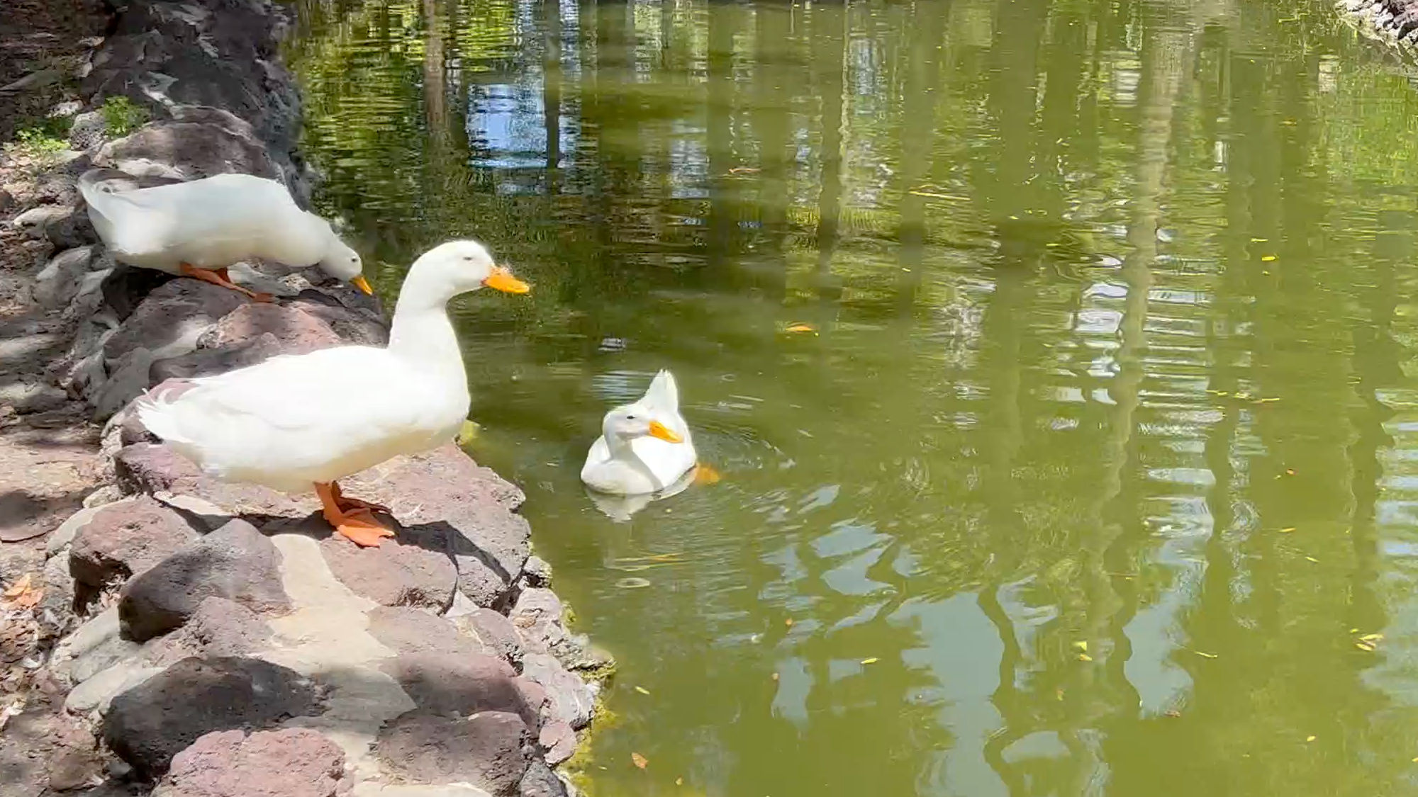 Knott's Berry Farm Jungle Island Lagoon Ducks