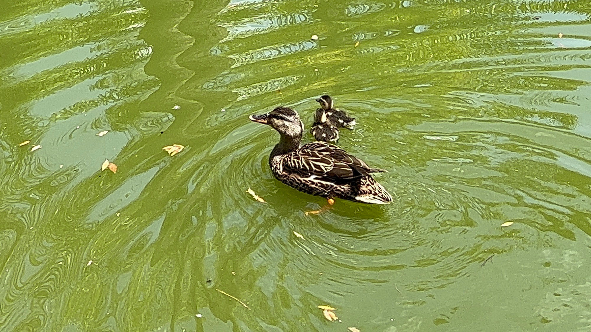 Jungle Island Lagoon Ducks